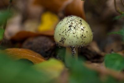 <i class='fa fa-user'></i>&nbsp;Willem Verhagen&nbsp;|  Groene Knolamaniet&nbsp; <i class='fa fa-eye'>&nbsp;45</i> &nbsp; <i class='fa fa-comment-o'>&nbsp;1</i>