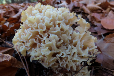 <i class='fa fa-user'></i>&nbsp;A. Soeting&nbsp;|  Grote Sponszwam&nbsp; <i class='fa fa-eye'>&nbsp;49</i> &nbsp; <i class='fa fa-comment-o'>&nbsp;2</i>