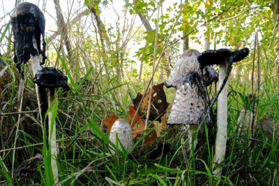 <i class='fa fa-user'></i>&nbsp;hesterb&nbsp;|  Geschubde Inktzwam&nbsp; <i class='fa fa-eye'>&nbsp;58</i> &nbsp; <i class='fa fa-comment-o'>&nbsp;3</i>