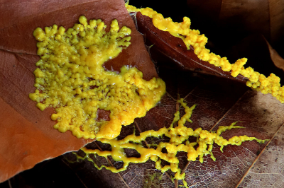 <i class='fa fa-user'></i>&nbsp;A. Soeting&nbsp;|  Heksenboter&nbsp; <i class='fa fa-eye'>&nbsp;76</i> &nbsp;<i class='fa fa-thumbs-up'>&nbsp;2</i> &nbsp; <i class='fa fa-comment-o'>&nbsp;12</i>