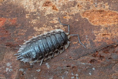 <i class='fa fa-user'></i>&nbsp;Johan van Gurp&nbsp;|  Kelderpissebed&nbsp; <i class='fa fa-eye'>&nbsp;41</i> &nbsp; <i class='fa fa-comment-o'>&nbsp;1</i>