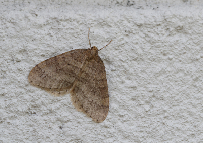 <i class='fa fa-user'></i>&nbsp;Ad Sprang&nbsp;|  Kleine Wintervlinder&nbsp; <i class='fa fa-eye'>&nbsp;72</i> &nbsp;<i class='fa fa-thumbs-up'>&nbsp;4</i> &nbsp; <i class='fa fa-comment-o'>&nbsp;7</i>