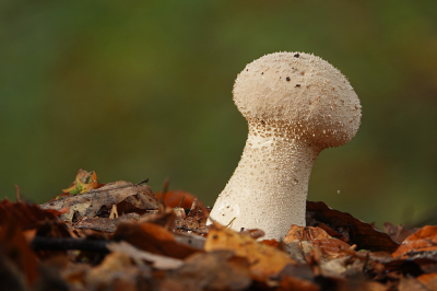 <i class='fa fa-user'></i>&nbsp;nelappelmelk&nbsp;|  Parelstuifzwam&nbsp; <i class='fa fa-eye'>&nbsp;57</i> &nbsp;<i class='fa fa-thumbs-up'>&nbsp;1</i> &nbsp; <i class='fa fa-comment-o'>&nbsp;2</i>