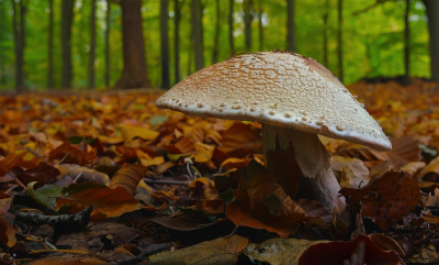 <i class='fa fa-user'></i>&nbsp;janvangastel&nbsp;|  Parelamaniet&nbsp; <i class='fa fa-eye'>&nbsp;82</i> &nbsp;<i class='fa fa-thumbs-up'>&nbsp;2</i> &nbsp; <i class='fa fa-comment-o'>&nbsp;5</i>