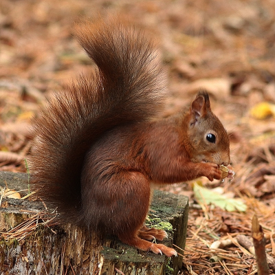 <i class='fa fa-user'></i>&nbsp;Ben Aalders&nbsp;|  Eekhoorn&nbsp; <i class='fa fa-eye'>&nbsp;69</i> &nbsp;<i class='fa fa-thumbs-up'>&nbsp;1</i> &nbsp; <i class='fa fa-comment-o'>&nbsp;3</i>