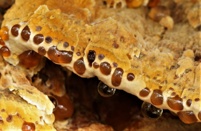 <i class='fa fa-user'></i>&nbsp;Jelle Bakker&nbsp;|  Elzenweerschijnzwam&nbsp; <i class='fa fa-eye'>&nbsp;51</i> &nbsp; <i class='fa fa-comment-o'>&nbsp;0</i>