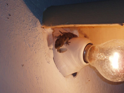 Deze gekko ontdekte ik toen ik controleerde of de buitenlamp brandde. Hij probeerde vliegjes die op het licht afkwamen, te verschalken.