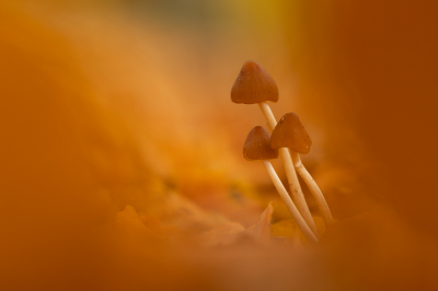 <i class='fa fa-user'></i>&nbsp;Niels72&nbsp;|  Langsteelfranjehoed&nbsp; <i class='fa fa-eye'>&nbsp;64</i> &nbsp;<i class='fa fa-thumbs-up'>&nbsp;4</i> &nbsp; <i class='fa fa-comment-o'>&nbsp;3</i>