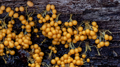 <i class='fa fa-user'></i>&nbsp;Johan van Gurp&nbsp;|  Troskalknetje&nbsp; <i class='fa fa-eye'>&nbsp;59</i> &nbsp;<i class='fa fa-thumbs-up'>&nbsp;3</i> &nbsp; <i class='fa fa-comment-o'>&nbsp;1</i>