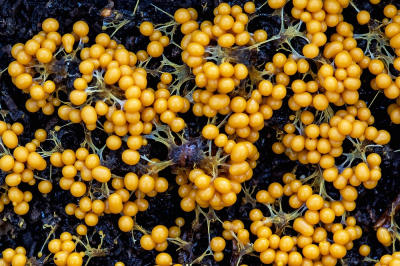 <i class='fa fa-user'></i>&nbsp;Johan van Gurp&nbsp;|  Troskalknetje&nbsp; <i class='fa fa-eye'>&nbsp;74</i> &nbsp;<i class='fa fa-thumbs-up'>&nbsp;3</i> &nbsp; <i class='fa fa-comment-o'>&nbsp;12</i>