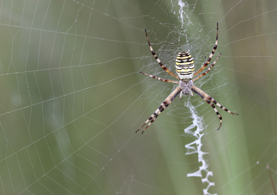 <i class='fa fa-user'></i>&nbsp;Paul Vandebroek&nbsp;|  Wespspin&nbsp; <i class='fa fa-eye'>&nbsp;55</i> &nbsp;<i class='fa fa-thumbs-up'>&nbsp;3</i> &nbsp; <i class='fa fa-comment-o'>&nbsp;4</i>