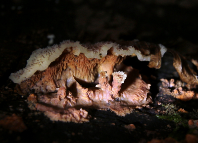 <i class='fa fa-user'></i>&nbsp;Meindert&nbsp;|  Spekzwoerdzwam&nbsp; <i class='fa fa-eye'>&nbsp;53</i> &nbsp; <i class='fa fa-comment-o'>&nbsp;0</i>