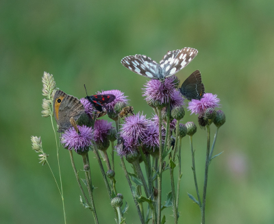 <i class='fa fa-user'></i>&nbsp;Jurgen Maassen&nbsp;|  Grauw Zandoogje&nbsp; <i class='fa fa-eye'>&nbsp;91</i> &nbsp;<i class='fa fa-thumbs-up'>&nbsp;3</i> &nbsp; <i class='fa fa-comment-o'>&nbsp;3</i>