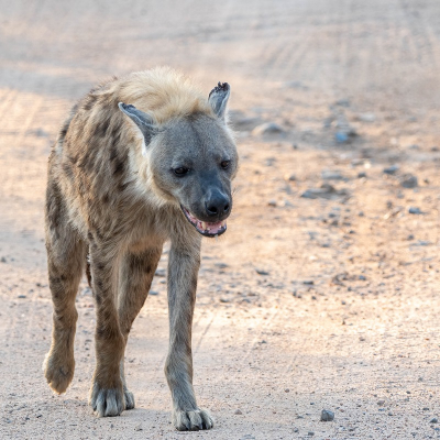 <i class='fa fa-user'></i>&nbsp;harrie69&nbsp;|  Gevlekte Hyena&nbsp; <i class='fa fa-eye'>&nbsp;71</i> &nbsp; <i class='fa fa-comment-o'>&nbsp;0</i>