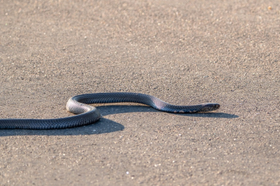 <i class='fa fa-user'></i> harrie69 | Zwarte Mamba  <i class='fa fa-eye'> 31</i>   <i class='fa fa-comment-o'> 3</i>