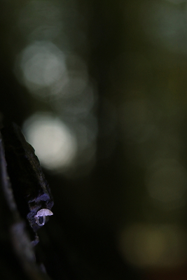 <i class='fa fa-user'></i>&nbsp;rixte&nbsp;|  Plooiplaatzwammetje&nbsp; <i class='fa fa-eye'>&nbsp;78</i> &nbsp; <i class='fa fa-comment-o'>&nbsp;2</i>