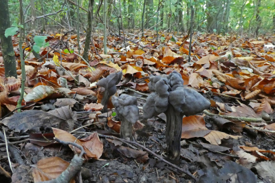 <i class='fa fa-user'></i>&nbsp;Niek Oele&nbsp;|  Zwarte Kluifzwam&nbsp; <i class='fa fa-eye'>&nbsp;80</i> &nbsp; <i class='fa fa-comment-o'>&nbsp;1</i>