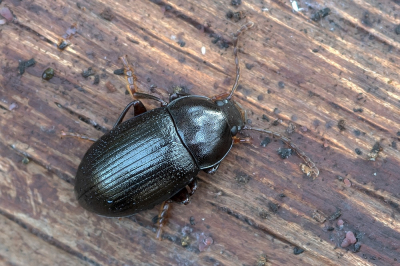 <i class='fa fa-user'></i>&nbsp;Johan van Gurp&nbsp;|  Nalassus laevioctostriatus&nbsp; <i class='fa fa-eye'>&nbsp;49</i> &nbsp; <i class='fa fa-comment-o'>&nbsp;2</i>