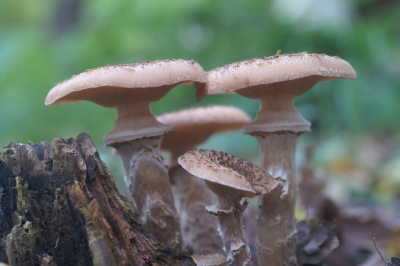 <i class='fa fa-user'></i>&nbsp;Jasper&nbsp;|  Sombere Honingzwam&nbsp; <i class='fa fa-eye'>&nbsp;51</i> &nbsp; <i class='fa fa-comment-o'>&nbsp;0</i>