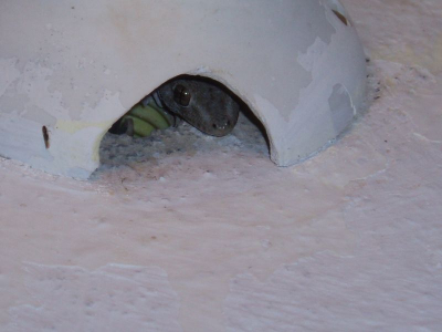 Deze gekko probeerde vliegjes te vangen die op het licht van de buitenlamp afkwamen. Door mijn aanwezigheid trok hij zich terug in de lamphouder.
