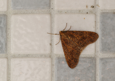 <i class='fa fa-user'></i>&nbsp;Ad Sprang&nbsp;|  Grote Wintervlinder&nbsp; <i class='fa fa-eye'>&nbsp;78</i> &nbsp;<i class='fa fa-thumbs-up'>&nbsp;1</i> &nbsp; <i class='fa fa-comment-o'>&nbsp;4</i>