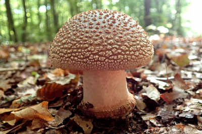 <i class='fa fa-user'></i>&nbsp;A. Soeting&nbsp;|  Parelamaniet&nbsp; <i class='fa fa-eye'>&nbsp;55</i> &nbsp;<i class='fa fa-thumbs-up'>&nbsp;1</i> &nbsp; <i class='fa fa-comment-o'>&nbsp;3</i>