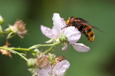 <i class='fa fa-user'></i>&nbsp;Willem Verhagen&nbsp;|  Stadsreus&nbsp; <i class='fa fa-eye'>&nbsp;53</i> &nbsp; <i class='fa fa-comment-o'>&nbsp;1</i>
