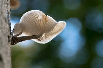 <i class='fa fa-user'></i>&nbsp;Willem Verhagen&nbsp;|  Porseleinzwam&nbsp; <i class='fa fa-eye'>&nbsp;62</i> &nbsp;<i class='fa fa-thumbs-up'>&nbsp;5</i> &nbsp; <i class='fa fa-comment-o'>&nbsp;5</i>