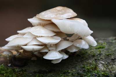 <i class='fa fa-user'></i>&nbsp;Paul Vandebroek&nbsp;|  Porseleinzwam&nbsp; <i class='fa fa-eye'>&nbsp;56</i> &nbsp;<i class='fa fa-thumbs-up'>&nbsp;2</i> &nbsp; <i class='fa fa-comment-o'>&nbsp;4</i>