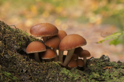 <i class='fa fa-user'></i>&nbsp;Jelle Bakker&nbsp;|  Witsteelfranjehoed&nbsp; <i class='fa fa-eye'>&nbsp;50</i> &nbsp;<i class='fa fa-thumbs-up'>&nbsp;1</i> &nbsp; <i class='fa fa-comment-o'>&nbsp;3</i>