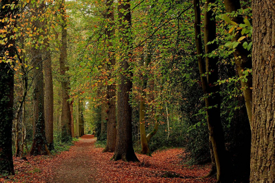 <i class='fa fa-user'></i>&nbsp;Tineke Strijbosch&nbsp;|  Beukenlaantje&nbsp; <i class='fa fa-eye'>&nbsp;71</i> &nbsp;<i class='fa fa-thumbs-up'>&nbsp;2</i> &nbsp; <i class='fa fa-comment-o'>&nbsp;5</i>