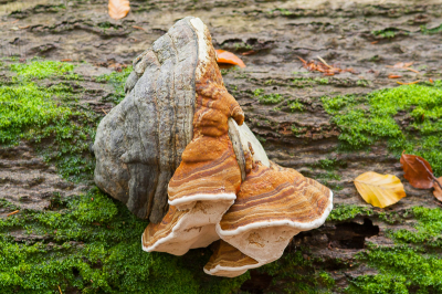 <i class='fa fa-user'></i>&nbsp;susan meijnders&nbsp;|  Echte Tonderzwam&nbsp; <i class='fa fa-eye'>&nbsp;70</i> &nbsp;<i class='fa fa-thumbs-up'>&nbsp;2</i> &nbsp; <i class='fa fa-comment-o'>&nbsp;4</i>