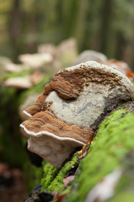 <i class='fa fa-user'></i>&nbsp;susan meijnders&nbsp;|  Echte Tonderzwam&nbsp; <i class='fa fa-eye'>&nbsp;62</i> &nbsp; <i class='fa fa-comment-o'>&nbsp;3</i>