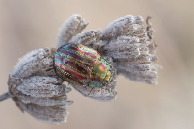 <i class='fa fa-user'></i>&nbsp;Johan van Gurp&nbsp;|  Rozemarijngoudhaantje&nbsp; <i class='fa fa-eye'>&nbsp;83</i> &nbsp;<i class='fa fa-thumbs-up'>&nbsp;2</i> &nbsp; <i class='fa fa-comment-o'>&nbsp;6</i>