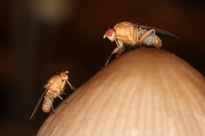 <i class='fa fa-user'></i>&nbsp;Sophie&nbsp;|  Suillia sp.&nbsp; <i class='fa fa-eye'>&nbsp;81</i> &nbsp;<i class='fa fa-thumbs-up'>&nbsp;4</i> &nbsp; <i class='fa fa-comment-o'>&nbsp;4</i>