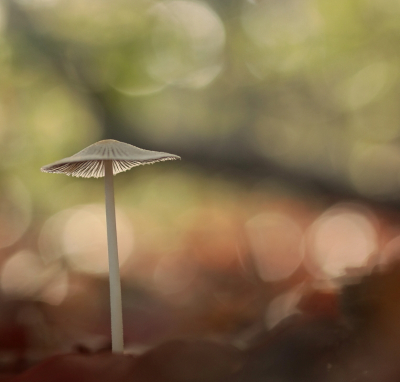 <i class='fa fa-user'></i>&nbsp;rixte&nbsp;|  Plooirokje sp.&nbsp; <i class='fa fa-eye'>&nbsp;69</i> &nbsp;<i class='fa fa-thumbs-up'>&nbsp;5</i> &nbsp; <i class='fa fa-comment-o'>&nbsp;3</i>