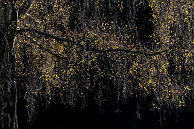 <i class='fa fa-user'></i>&nbsp;Johan van Gurp&nbsp;|  Berk sp.&nbsp; <i class='fa fa-eye'>&nbsp;70</i> &nbsp; <i class='fa fa-comment-o'>&nbsp;4</i>