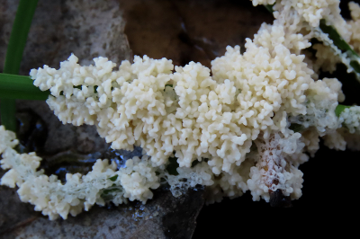 <i class='fa fa-user'></i>&nbsp;A. Soeting&nbsp;|  Groot Kalkschuim&nbsp; <i class='fa fa-eye'>&nbsp;73</i> &nbsp; <i class='fa fa-comment-o'>&nbsp;3</i>