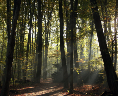 <i class='fa fa-user'></i>&nbsp;rixte&nbsp;|  Zonneharpen in het Kralingse Bos&nbsp; <i class='fa fa-eye'>&nbsp;75</i> &nbsp; <i class='fa fa-comment-o'>&nbsp;4</i>