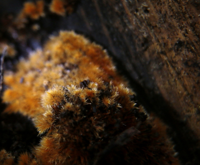 <i class='fa fa-user'></i>&nbsp;Meindert&nbsp;|  Grote Viltinktzwam&nbsp; <i class='fa fa-eye'>&nbsp;54</i> &nbsp;<i class='fa fa-thumbs-up'>&nbsp;2</i> &nbsp; <i class='fa fa-comment-o'>&nbsp;2</i>