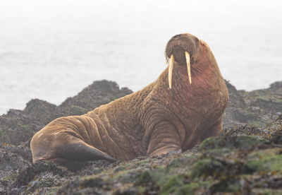 <i class='fa fa-user'></i>&nbsp;celly cell&nbsp;|  Walrus&nbsp; <i class='fa fa-eye'>&nbsp;168</i> &nbsp;<i class='fa fa-thumbs-up'>&nbsp;6</i> &nbsp; <i class='fa fa-comment-o'>&nbsp;8</i>