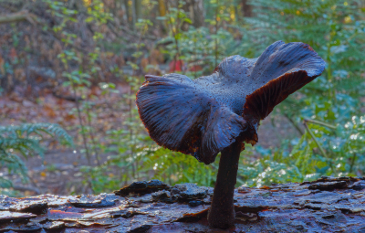 <i class='fa fa-user'></i>&nbsp;janvangastel&nbsp;|  Sombere Honingzwam&nbsp; <i class='fa fa-eye'>&nbsp;59</i> &nbsp;<i class='fa fa-thumbs-up'>&nbsp;1</i> &nbsp; <i class='fa fa-comment-o'>&nbsp;4</i>