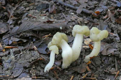 <i class='fa fa-user'></i>&nbsp;Niek Oele&nbsp;|  Groene Glibberzwam&nbsp; <i class='fa fa-eye'>&nbsp;56</i> &nbsp; <i class='fa fa-comment-o'>&nbsp;5</i>