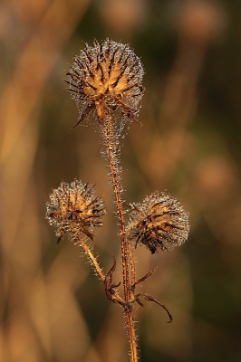 <i class='fa fa-user'></i>&nbsp;frbeuming&nbsp;|  Kleine Kaardebol&nbsp; <i class='fa fa-eye'>&nbsp;53</i> &nbsp;<i class='fa fa-thumbs-up'>&nbsp;1</i> &nbsp; <i class='fa fa-comment-o'>&nbsp;3</i>