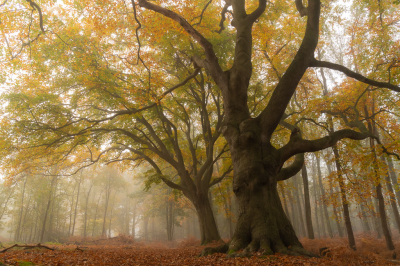 Op Statief vastgelegd  wat mistig in het bos aan het eind van het beukenlaantje het AWD staat deze mooie oude beuk een laag standpunt genomen voor een mooi beeld denk dat dit wel geslaagd is