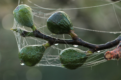 <i class='fa fa-user'></i>&nbsp;frbeuming&nbsp;|  Dauwdruppels met spinrag&nbsp; <i class='fa fa-eye'>&nbsp;52</i> &nbsp;<i class='fa fa-thumbs-up'>&nbsp;1</i> &nbsp; <i class='fa fa-comment-o'>&nbsp;2</i>