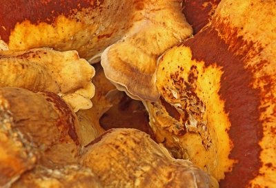 <i class='fa fa-user'></i>&nbsp;Cor&nbsp;|  Reuzenzwam&nbsp; <i class='fa fa-eye'>&nbsp;83</i> &nbsp;<i class='fa fa-thumbs-up'>&nbsp;1</i> &nbsp; <i class='fa fa-comment-o'>&nbsp;8</i>