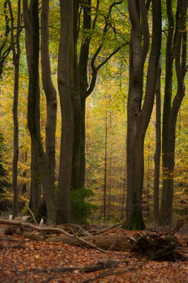 <i class='fa fa-user'></i>&nbsp;susan meijnders&nbsp;|  Herfst&nbsp; <i class='fa fa-eye'>&nbsp;79</i> &nbsp; <i class='fa fa-comment-o'>&nbsp;4</i>