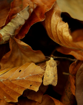 <i class='fa fa-user'></i>&nbsp;rixte&nbsp;|  Bruine Herfstuil&nbsp; <i class='fa fa-eye'>&nbsp;53</i> &nbsp; <i class='fa fa-comment-o'>&nbsp;3</i>