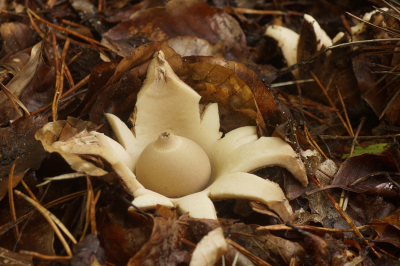 <i class='fa fa-user'></i>&nbsp;Jelle Bakker&nbsp;|  Gekraagde Aardster&nbsp; <i class='fa fa-eye'>&nbsp;81</i> &nbsp; <i class='fa fa-comment-o'>&nbsp;3</i>